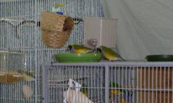I am looking for blue backed gouldians or guaranteed splits, rosy or normal bourkes and one young or young adult male lineolated parakeet to pair with my female linnie next year.