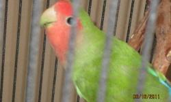 I HAVE A LOVEBIRD THAT NEEDS A MATE. I THINK IT IS A MALE, ALSO TWO PEARL COCKATEILS ALSO MALE - ONE HAND FED.
LOVEBIRD - $40
COCKATEILS - $45
LARGE TAN CAGE - $175 - NEW
LARGE BLACK CAGE WITH STAND - $75
SMALL BLACK CAGE - $40
LARGE PARROT STAND - $100