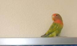 SELLING A MALE LOVEBIRDS,HE'S VERY PLAYFUL,AND LOVE TO FLY.TWO MONTHS
ASKING $70.00 DOLLARS
CALL AT:335-6996 OR TEXT