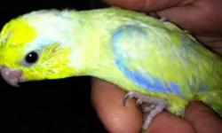 Male double yellow amazon parrot for sell around 15 years old great breeder with cage 250.00 with out 200.00
