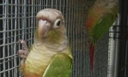 Male maroon belly conure 2 yrs old.
Not tame best as breeder
$115 firm
Will consider all trades?
Let me know what you may have to trade?
Frank
818 462 4071