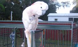 I have a male molluccan cockatoo about 8 years old that needs a good home with someone that will let him out of his cage often and give him plenty of attention.He does pluck his chest some and it has been hard to get him to stop that habit.I've tried