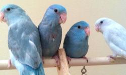 I have a male parrotlet for rehoming. He lives with my cockatiel right now but I would like to rehome him with someone who has a female parrotlet that he could bond with because he seems to want that. I don't want someone with a lot of birds to take him