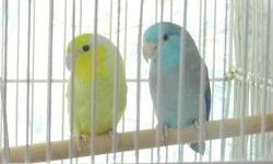 Male parrotlet - hatched in 2012. Parrotlets are the world's smallest parrot and can even learn to talk. These guys are Bright beautiful birds 1 blue left. They are very quiet (Not like a lovebird). They make great indoor or outdoor birds. $100 ea.
Also
