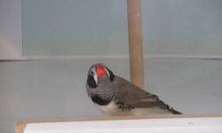 I have one male penguin zebra finch
I am cutting my flock ans without a hen, he is useless to me.
$20 cash call 305-389-3947
Located in HOMESTEAD