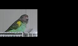Proven Male Plumhead Parrot, He is talking, say :Baby, Baby,
He is whistleing. In Hemet
Call 714-616-7207