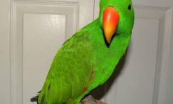 Mature Male Red Belly parrot. Approximately 5-7 yrs old. Not proven for me. Hen died of neurologic problem. Asking 300.00 cash or trade.