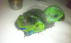 We are currently hand feeding a 6 week old Male Soloman Island Eclectus. He is cute as can be and looking for the perfect family. Stop by and see for yourself!
AJ's Feathered Friends Pet Shop
Elgin, IL
www.ajsfeatheredfriends.com
Like us on facebook!