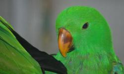 UPDTED: 03/01/14 - Only 1 baby is availale. The youngest Vos Eclectus is sold and 1 of the Solomon Island Ectlectus is also sold. I have 1 male Solomon Island Eclectus left. It is 13 weeks old and very sweet. Steps right up and loves attention.
Birds and