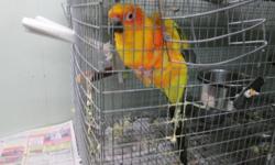 We have a male sun conure, about 10 years old. He was a former breeder, but is now a tamed pet
