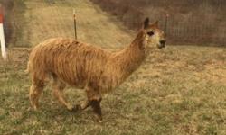 Male suri alpaca for sale asking 600 Obo not really sure of age pm me for details
This ad was posted with the eBay Classifieds mobile app.
