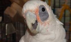 Umbrella Cockatoo 5 yrs, very friendly and affectionate, just loves to cuddle, beautiful boy. Full feathered and very healthy.