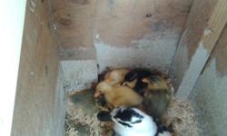4 Mandarin ducklings hatched June 26. STRAIGHT RUN.
Must take in groups of 2. $30 each.
They are being brooded indoors with 3 call duckling buddies who are also for sale... 2 whites and 1 blue bib. $25 for ALL 3 call ducklings together..
Also available
