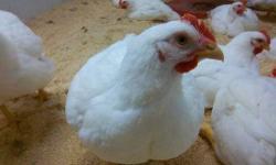 60 Market Ready Broilers for sale raised for Supervised Agricultural Experience
Both Pullets(Female) and Cockerels(Male) are available for purchase however this is a first come first serve basis only.
These birds are not bred for eggs they are bred for