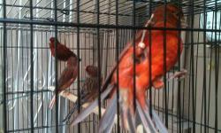 Maroon color canaries for sale. Belgium inports. Males & females are avalable. Please call for more info.
This ad was posted with the eBay Classifieds mobile app.