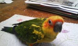 I have two mated sun conures for sale with a huge cage. The male is a little over a year old and the female is about a year old. they get on your finger and interact with you and very beautiful. I am asking 800.00 but will take best offer. Please let me