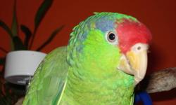 MALE- HATCH DATE 04/28/06 BEAUTIFUL COLORS. GREAT TALKER. CAGE INCLUDED. I WILL NOT SHIP. LOCATED IN BOCA RATON, FL