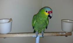 I have a young Mexican redhead amazon parrot for sale $500 if you are interested or have any questions please contact me at 9367761900 hablo espanol