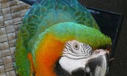 This little guy needs a new home and he is as sweet and frindly as they come..He does talk some around a year plus young.Meyers' parrots are small birds with huge personality. Well socialized meyers love to interact with all members of a household. They