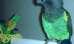 I have a beautiful Meyer parrot available. He's been DNA tested and is male. He's friendly and can be handled. He's not a 'starter' bird; someone with more experience will be able to handle him easily. He can get slightly nippy but does enjoy being pet,
