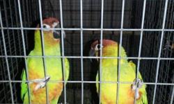 bonded pair of Meyers
female perfect feather male is plucked around neck set up for breeding now asking $650.00 both are banded serious inquiries only