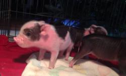 Taking deposits now on these adorable mini piggies. Will be ready to take home at the end of January. Have 3 girls & 1 boy available $695 each with spay/neuter contract. 760-473-2442
This ad was posted with the eBay Classifieds mobile app.