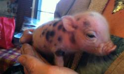Nasha's Little Piggies has mini Juliana cross piglets that will be in the 15-35 pound range as adults.
check out our new web site:
Nashaslittlepiggies.weebly.com