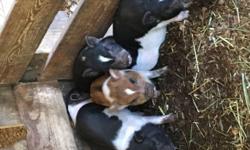 Micro mini pigs. $150 will weigh about 50 lbs full grown. Ready now! 3 males and 3 females! The three mostly black are males. Two with white neck are female and brown is female.