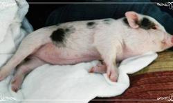 We have one little Female Micro Mini piglet available and ready to go to her new home. Her Dad is very small, only 15lbs, and her Mother is 30lbs. She is litter box trained. Shipping by ground or air is available. Please feel free to email us or call