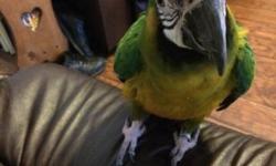 8 year old macaw for sale. Contact me for information.
This ad was posted with the eBay Classifieds mobile app.