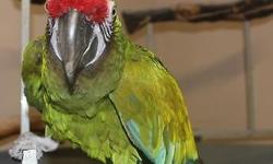 Male Military Macaw. DNA sexed a male. Full feathered. In excellent health. Talks. No bad words. Comes with his large macaw cage and toys. Must have macaw experience.