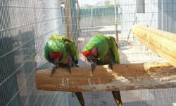 Two adult male Military macaws $350.00 each or $600.00 for both.
Please call Mike (480)980-6163 Please no text. Mesa area