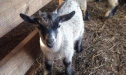 Two Registered Saanen milk goats. Both could possibly be bred with my Pygmy buck. The last baby had all Saanen traits. They have full bags, but have not been milked. $300 each
One Saanen/Pygmy buck. $100
Two small adult Nanny Pygmy goats. Bred. $150