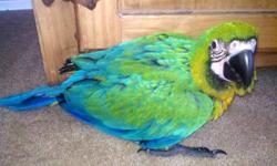 I have two milligold macaw babies.They are currently being handfed and are six weeks old. They are both very sweet and have wonderful personalities. They will be weaned on Zupreem pellets, fruit & vegetables, and seeds. We are asking $1200 each. If you