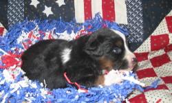 Mini Aussie puppies, MASCUSA Reg. Beautiful Litter 4 girls 1 boy
Great family companions, Show prospects, agility or Ranch dogs.
They have beautiful coats and great temperaments. Prices are 600. and up. They can also be AKC registered. They are an all
