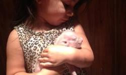 TINY BABY MINI PIGS ! There so cute and tiny pigs are smart and can be trained . call our text us 310 503-5614 250-350