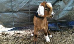 Half boer half Nigerian buckling
Good on shots
5 weeks old
Playful little kid
100.00 bucks
Or trade for hay
Text 5028358331
This ad was posted with the eBay Classifieds mobile app.