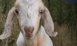 Very friendly pet goat. He is a wether, has blue eyes, loves treats, and attention. Would make a wonderful Christmas gift. He is Mini La Mancha crossed with Mini Oberhasli. text or call 951-259-1695