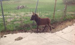 Yearling chocolate donkey
Female can be registered
1-765-886-6174
Also red Jenny and new foal $400.00
Gray Jenny also available $200.00