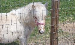 Please meet "Rambo". He is an 11 month old Miniature Horse Stud Colt, born June 20th, 2012. Rambo is friendly, halter and lead trained. He would make a fine stud, or pony for riding or driving with proper training. He is approximately 31 inches tall and