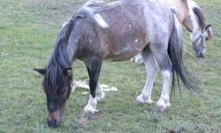 I have 2 mini guys for sale they are all about 2 yrs old. . One is a blue roan gelding for $400. he is about 34" I have another who is tiny and he is a sorrel paint, he is still a stud and maybe 30". He is triple registered and I am asking $500 for him.