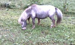 I have several mini horses I need to place.. I have 5 mares and 2 colts, all mares are open prices start at free lease as a companion to 1200/ trades (not minis) all are upto date, on shots and are healthy I will give a big 4-h discount as well... Not all