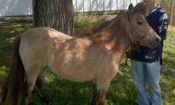 12 yr old mini sorrel mare trained to drive and jump, very gentle great for kids, is double reg. 350