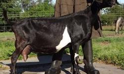 Daystar's Farm has Champion show and milk lines from Echo Hills, Saada, Kastdemur, Gold Strike, Goldthwaite, Rainbow Meadows, and many more. Milking stars and perm. Champions o' plenty.
Also newly earned milk & butterfat stars on some of our does.
Prices
