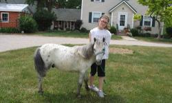 32" 2 yr. old miniature mare. Not registered paint with two blue eyes. Broke to lead.