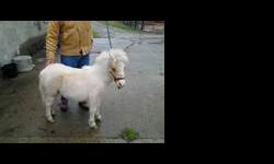 Mini paint pony. Buckskin and white.in color. Sweet 7 more old. Loads into my SUV. He's like a dog real little and is going to stay small. Price is firm. Glelting. $100 more. The asking price is a great price for this Beautiful fun pony.can't ride till