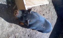 Precious mini pig. 4 months old. Has had first shots and worming and getting final ones next week. Very healthy- kept indoors, potty trained, crate trained, gets along well with my two small dogs and cat. Eats pig food. Very smart and sweet but needs more