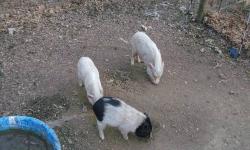 I am rehoming my breeding pair of mini pigs. My female weighs around 30-35 pounds and the male weighs 25 pounds. The male is 2 1/2 years old. The Mom has had beautiful litters in the past and is an excellent mom. I have recently went back to work and I am