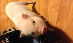 I am owner just received pig but now in financial distress due to well we will just be nice and say military now that my husband is recently medically retired. I am very upset that I have to do this but I cannot stand its the pig or my kids so I am
