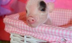 Oink, Oink, Mini Pigs!
Gotta love a little GRUNT in your life...
Visit our piggy nursery at www.oinkoinkminipigs.com and reserve your mini micro piglet today.
We are an experienced USDA and FWC licensed breeder, specializing in rare blue-eyed miniature